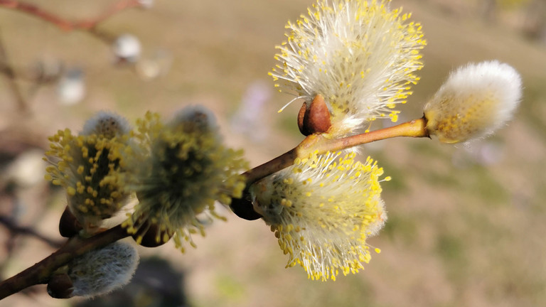 Symbolbild Zweig Weidenkätzchen